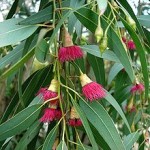 Eucalyptus