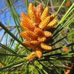 Pine-Flower