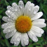 chamomile