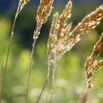 hayseed