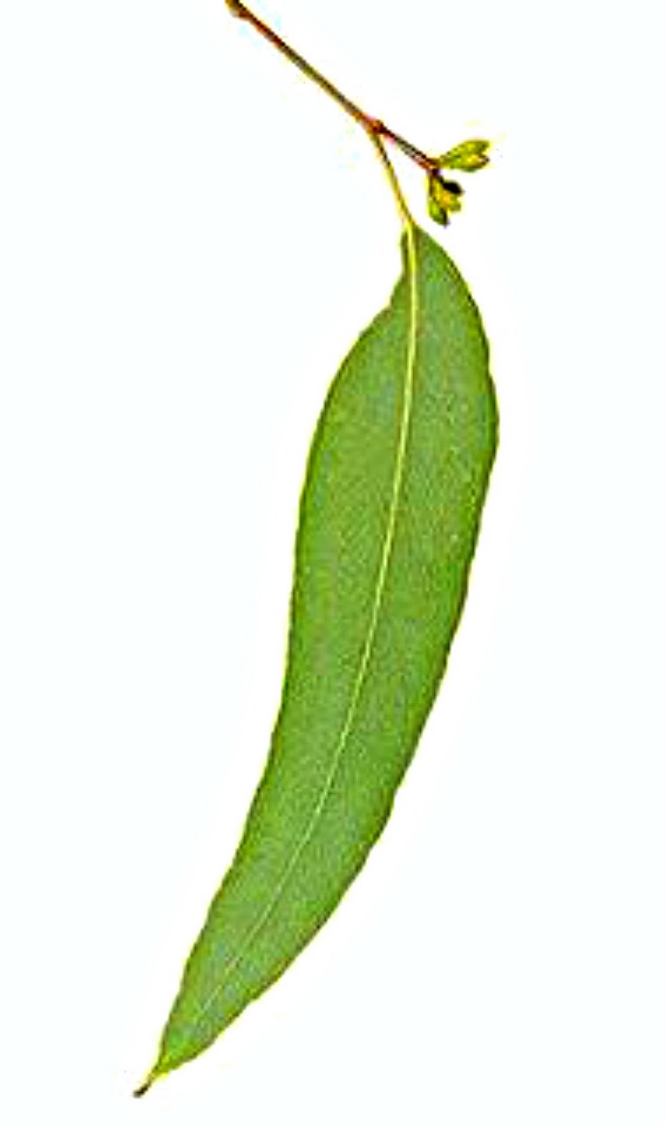 Eucalyptus Bath Oil