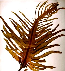 Seaweed Spa Salt