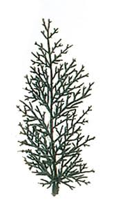 Juniper Bath Oil