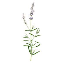 Lavender Bath Oil