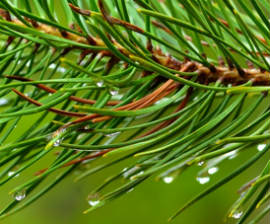Pine Bath Oil